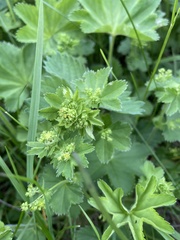 Alchemilla subcrenata