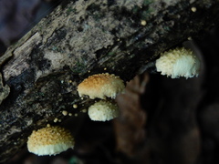 Pleuroflammula praestans