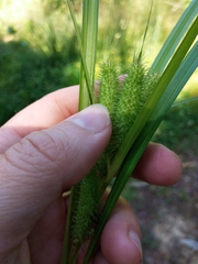 Carex frankii