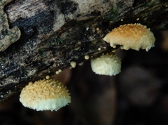 Pleuroflammula praestans