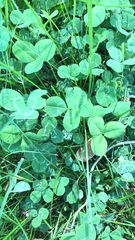 Trifolium repens