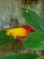 Columnea domingensis