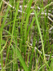 Equisetum × moorei