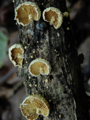 Pleuroflammula praestans