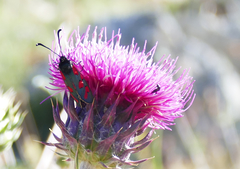 Zygaena oxytropis