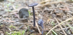 Entoloma occidentale