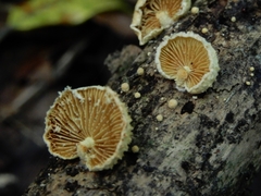 Pleuroflammula praestans