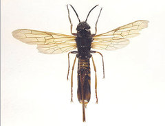 Tremex fuscicornis