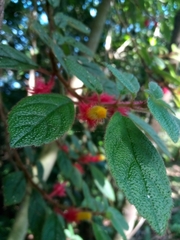 Columnea domingensis