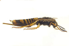 Tremex fuscicornis
