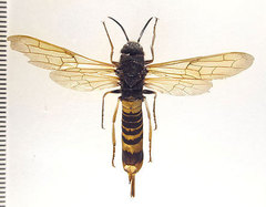 Tremex fuscicornis