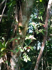 Columnea domingensis