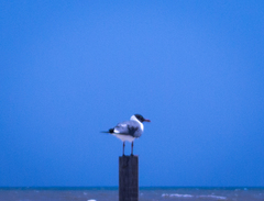 Leucophaeus atricilla