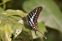 Graphium policenes