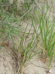 Equisetum × moorei