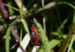 Zygaena oxytropis