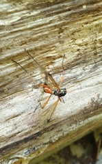 Tanyptera