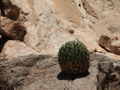 Agave victoriae-reginae swobodae