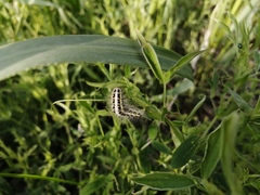 Zygaena lonicerae