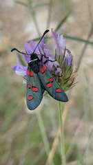 Zygaena lavandulae