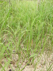 Equisetum × moorei