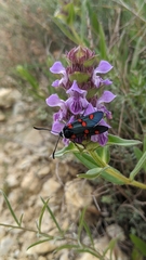 Zygaena lavandulae