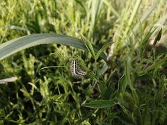 Zygaena lonicerae