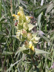 Rhinanthus alectorolophus