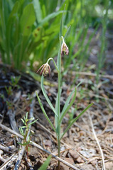Fritillaria atropurpurea