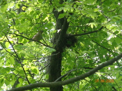 Coccothraustes coccothraustes