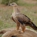 Tawny Eagle - Photo (c) Nik Borrow, some rights reserved (CC BY-NC), uploaded by Nik Borrow