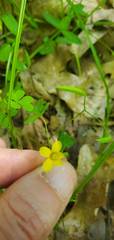 Oxalis texana