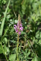 Pedicularis elata