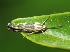 Brachodes