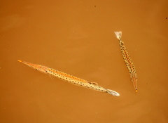 Boulengerella maculata