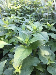 Campanula rapunculoides