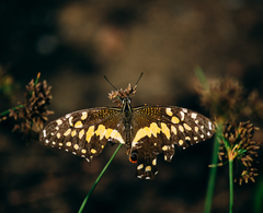 Papilio demodocus demodocus