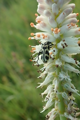Kniphofia buchananii