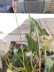 Bistorta officinalis