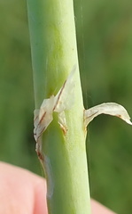 Kniphofia buchananii