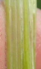 Kniphofia buchananii