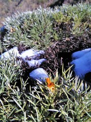 Anarthrophyllum elegans