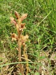 Orobanche teucrii