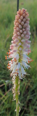 Kniphofia buchananii