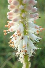 Kniphofia buchananii