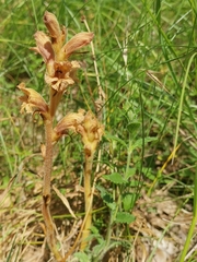 Orobanche teucrii