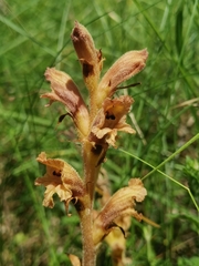 Orobanche teucrii
