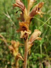 Orobanche teucrii