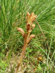Orobanche teucrii