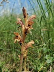 Orobanche teucrii